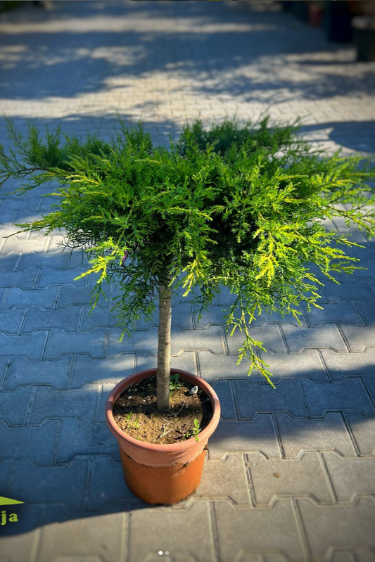 Juniperus 1/4