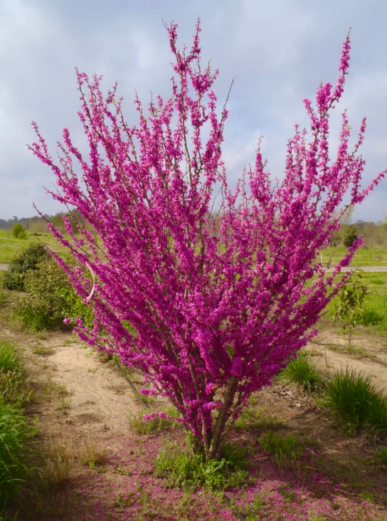 Bima e Jetes - Cercis chinensis ‘Avondale’