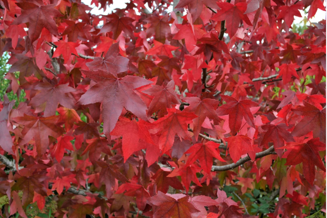 Liquidambar Spailer