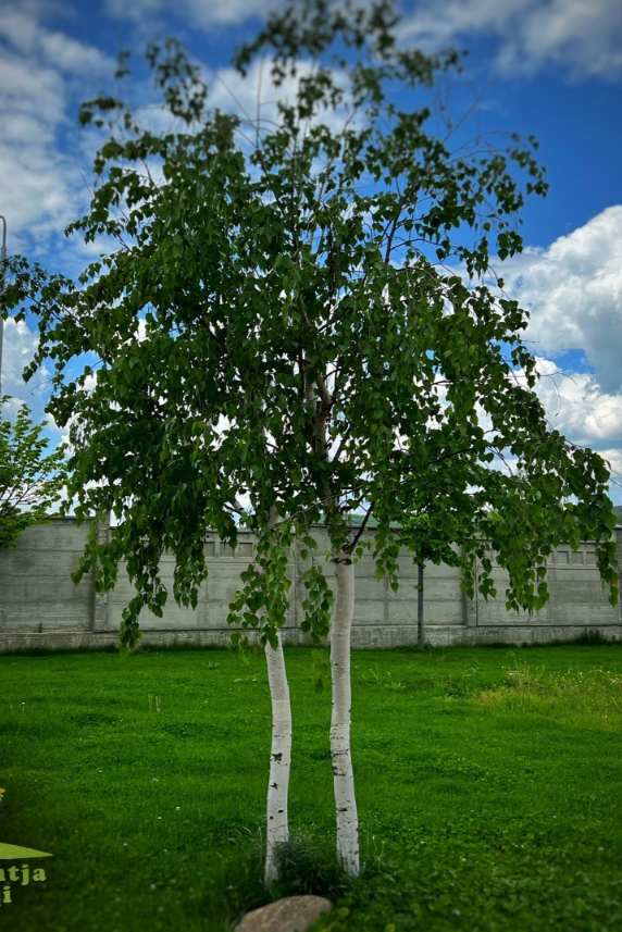 Betula Pendula - Mshtekna