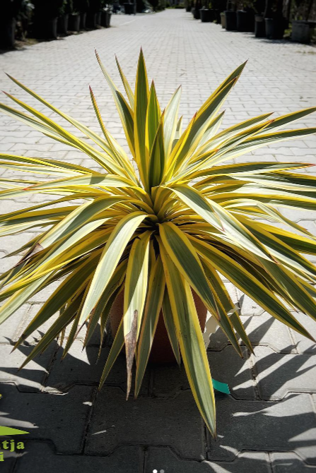 Palma - Yucca Gloriosa Variegata