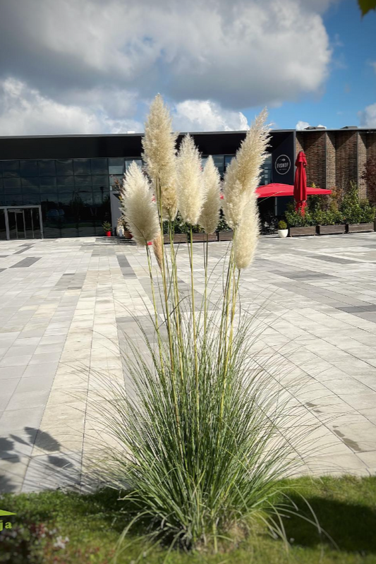PAMPAS GRASS