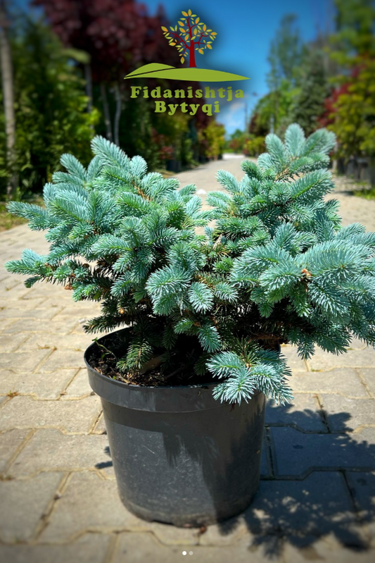 PICEA PUNGENS GLAUCA GLOBOSA