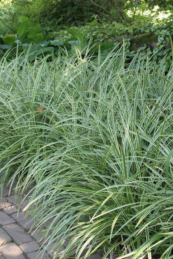 Carex Morrowii ‘Aureovariegata’