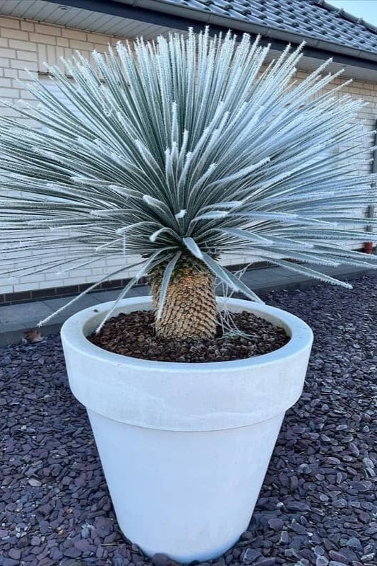 Palma - Yucca Rostrata