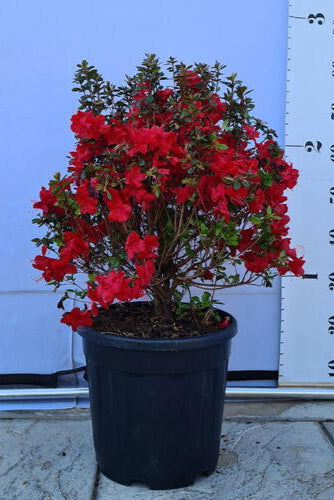 Azalea Johana
