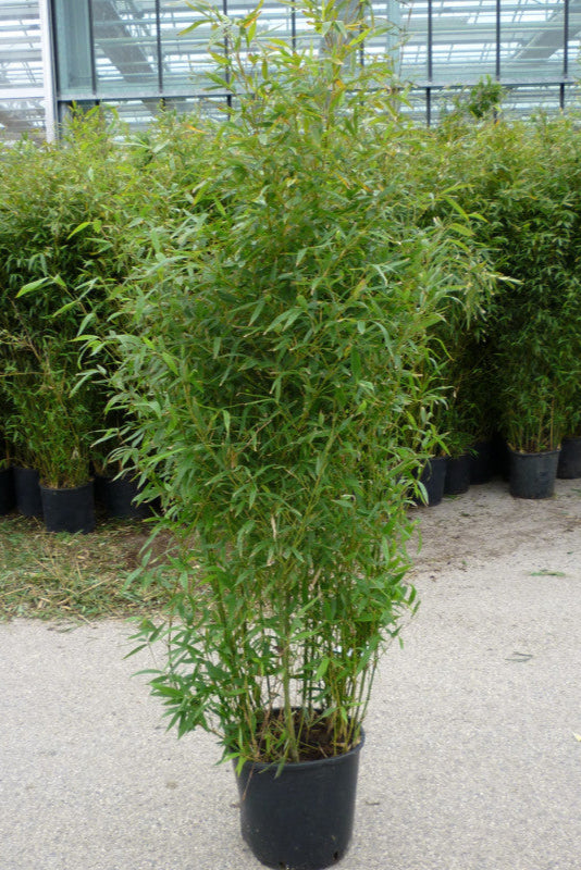 Bamboo Bissetti