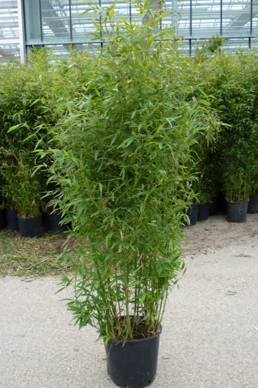 Bamboo Bissetti