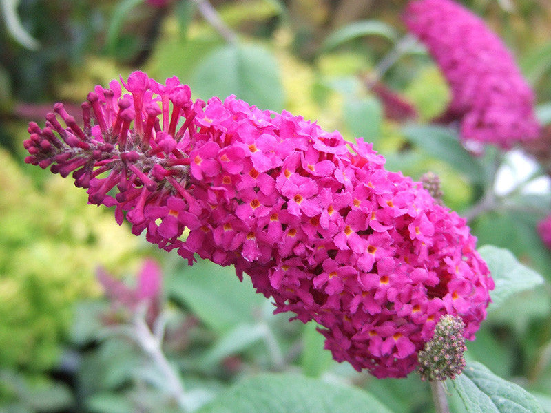 Buddleja Miss Ruby