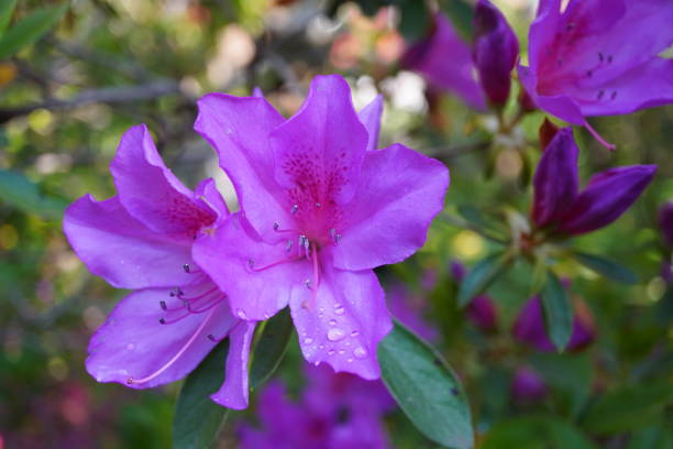 Azalea Johana