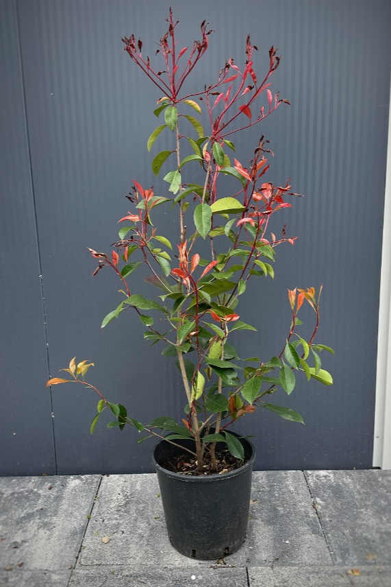Photinia fras. ‘RED ROBIN’ -