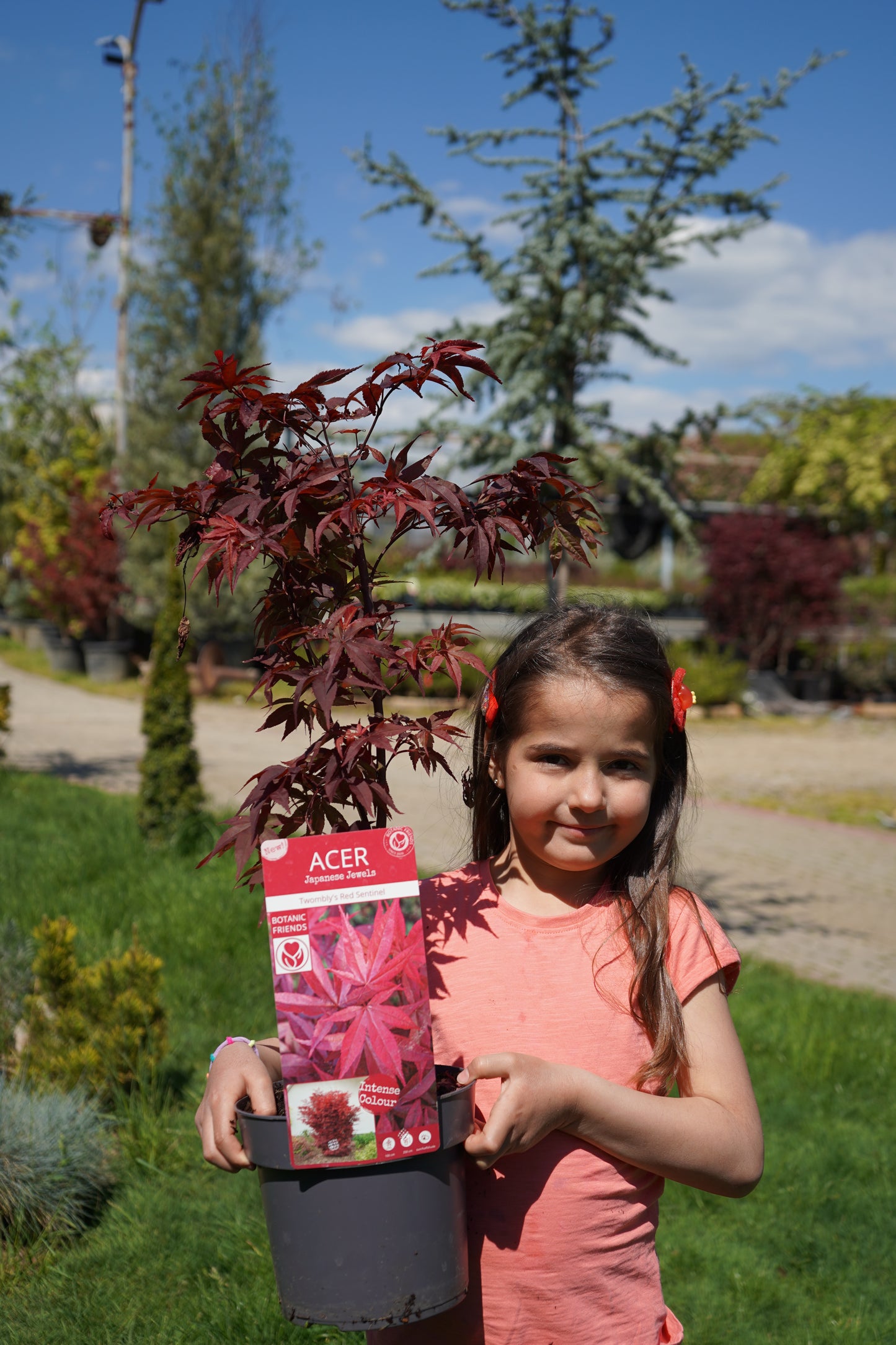 Acer Twombly's Red Sentinel