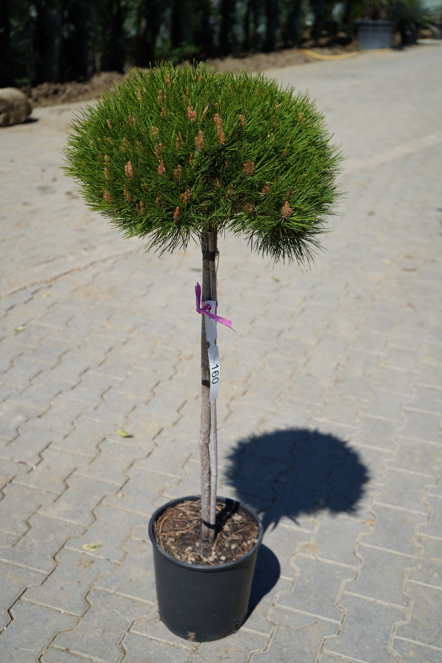 Pinus Mezo Fusto
