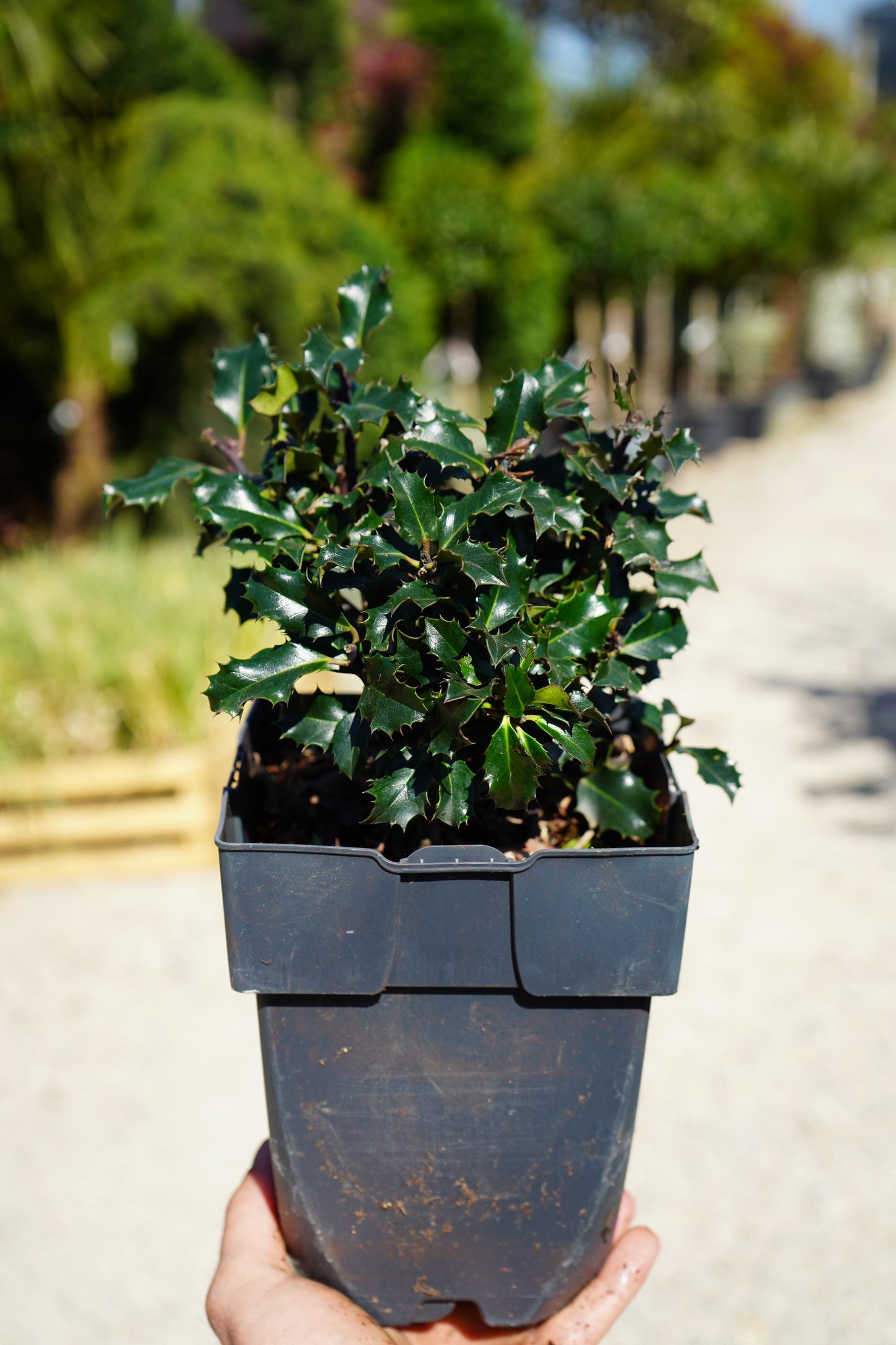 Ilex meserv. 'Blue Angel'