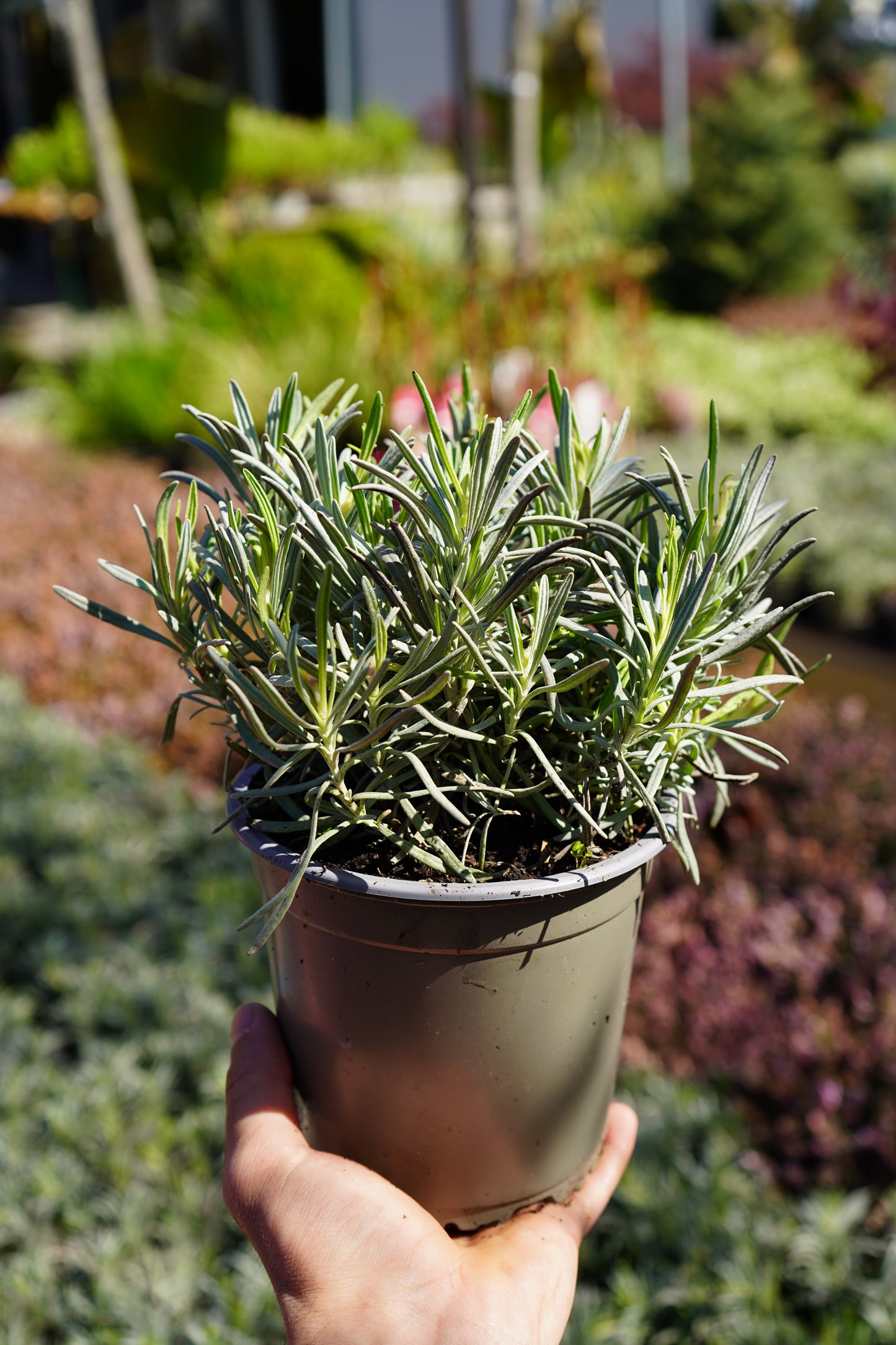 Levanda - Lavandula Hidcote