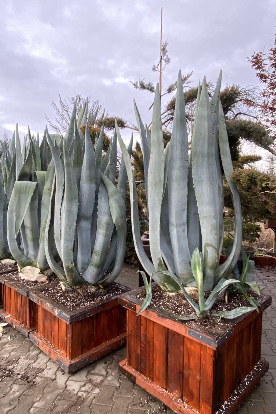 Agave Americana