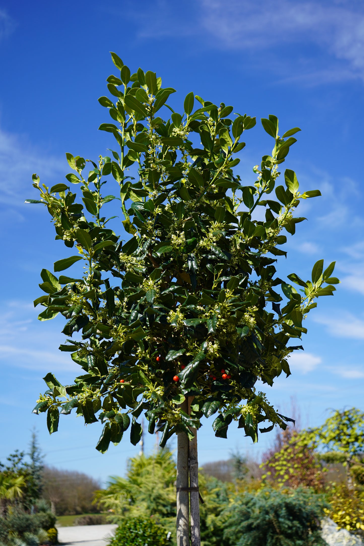 Ilex Nellir R. Stevens