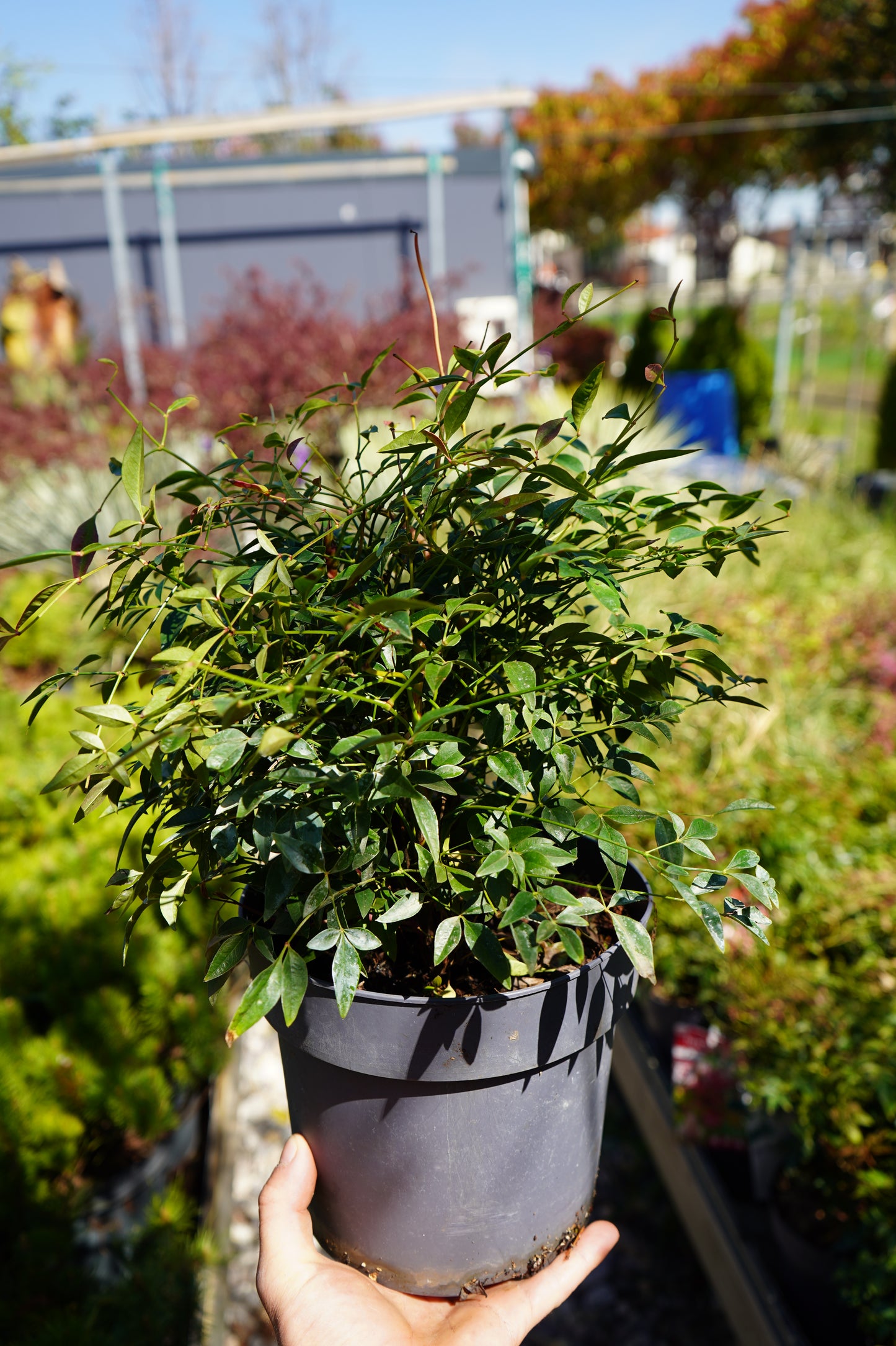 Nandina Domestica Obessed
