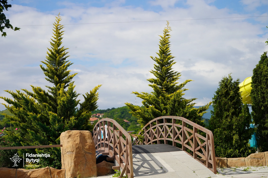 Pyetjet më të Shpeshta për Bimet Dekoruese