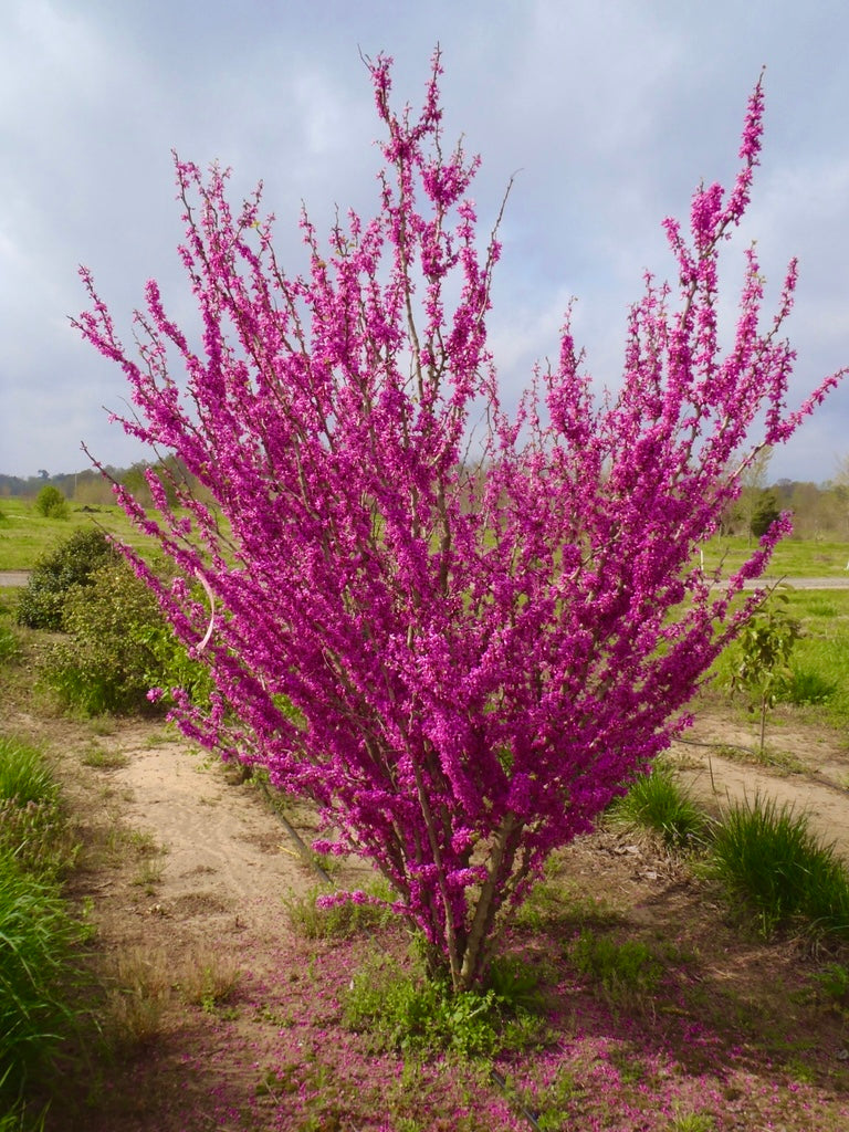 Cercis - BIMA E JETES