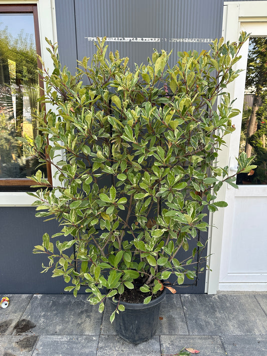 Photinia fras. Red Marble