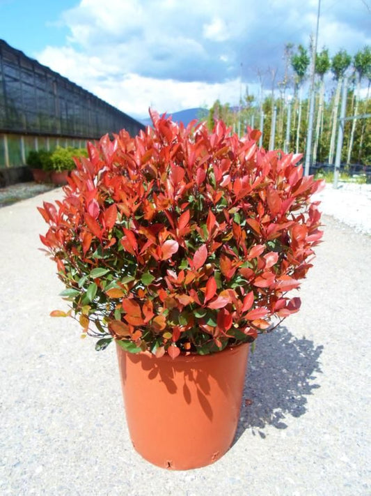 Photinia fras. Red Robin