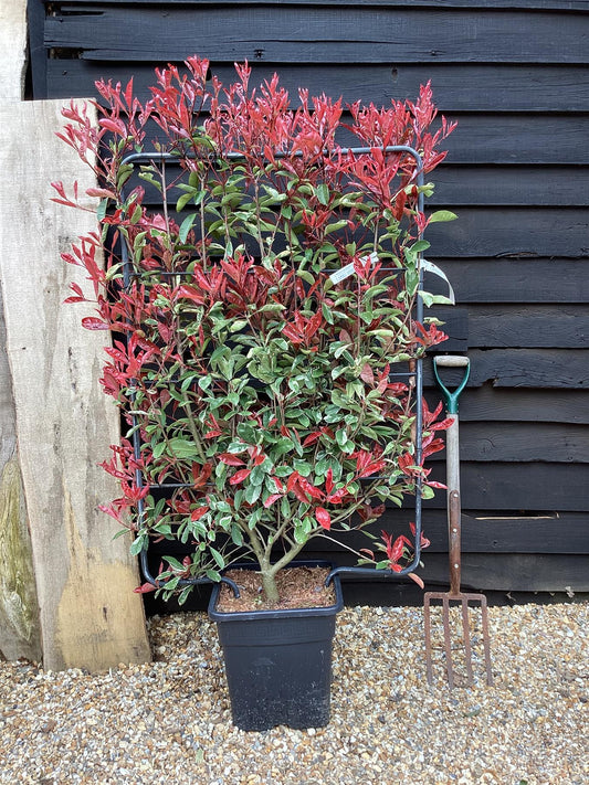 Photinia fras. Red Robin