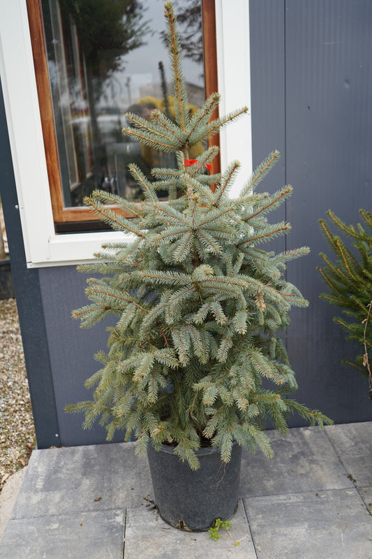 Picea Pungens ‘Blue Spurce’