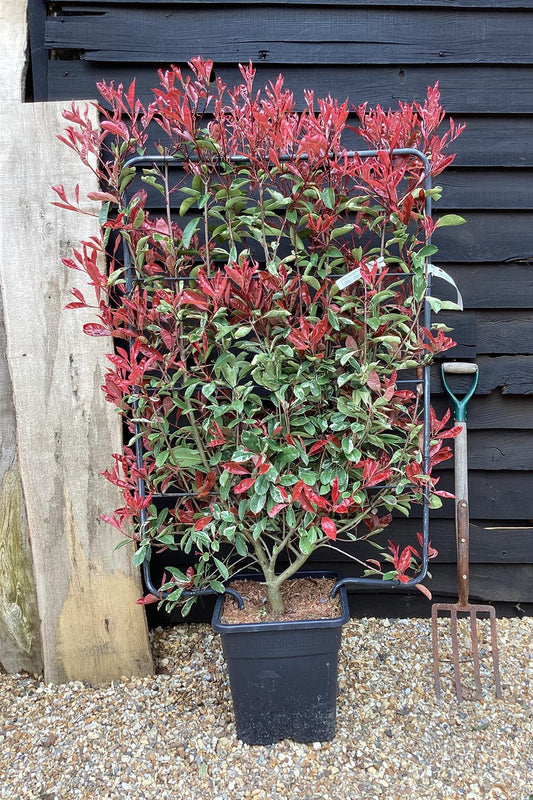 Photinia fras. Red Marble