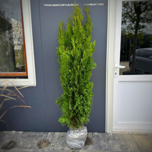 Thuja occ. BRABANT