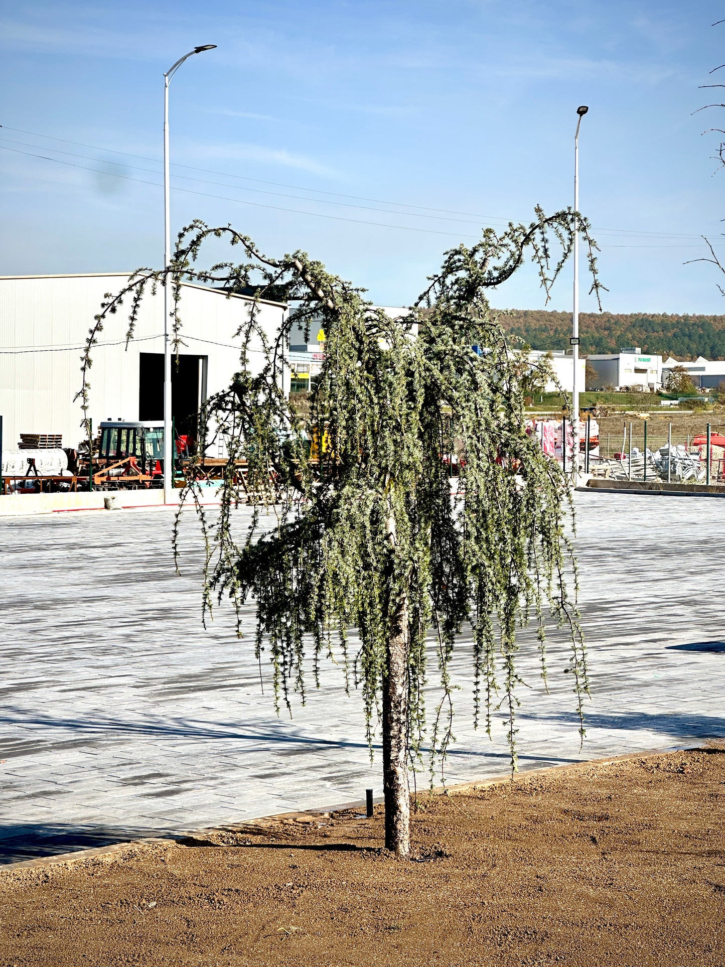 Cedrus Deodara Pendula