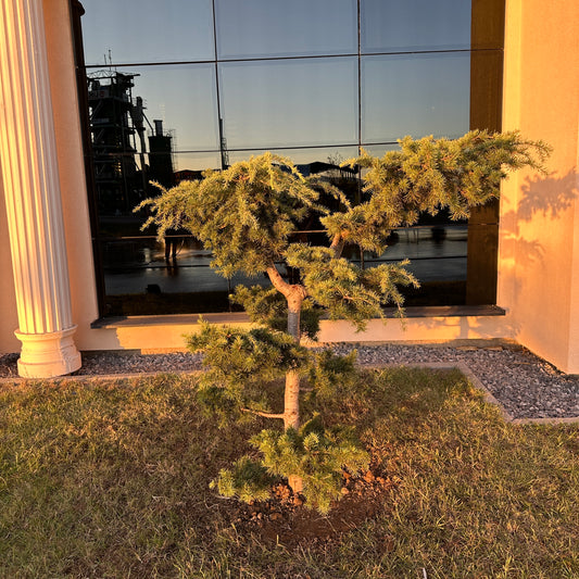 Cedrus Deodara Bonsai