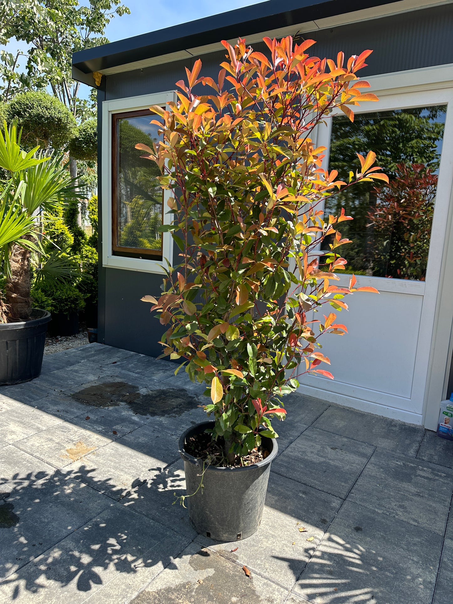 Photinia fras. Red Robin