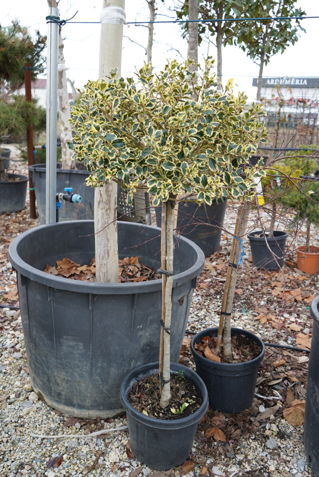 Ilex Aquifolium Variegata