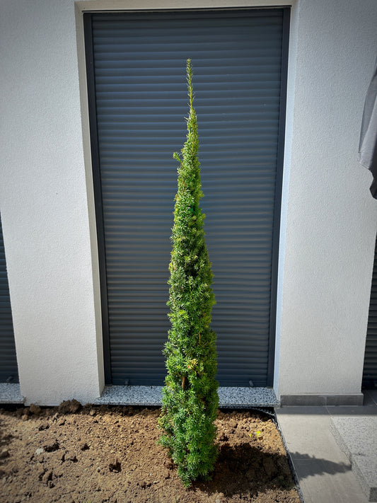 Taxus bacc. Fastigiata