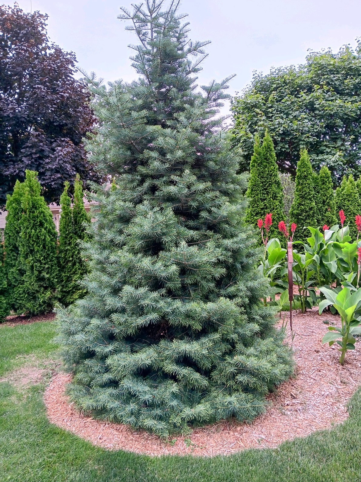 Bredh Abies Concolor