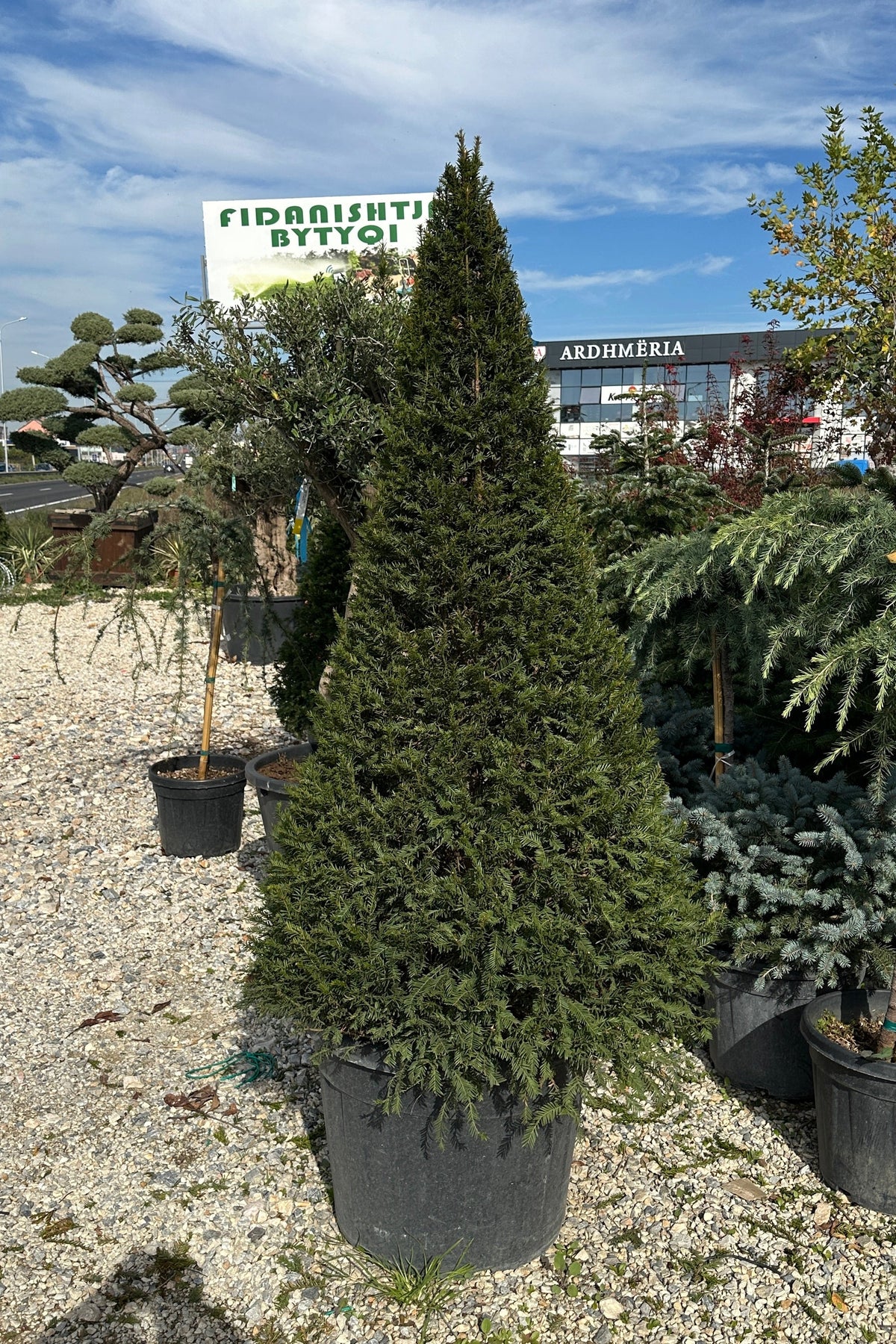 Pyramidal Taxus Taxus Baccata PYRAMIDAL – Fidanishtja Bytyqi
