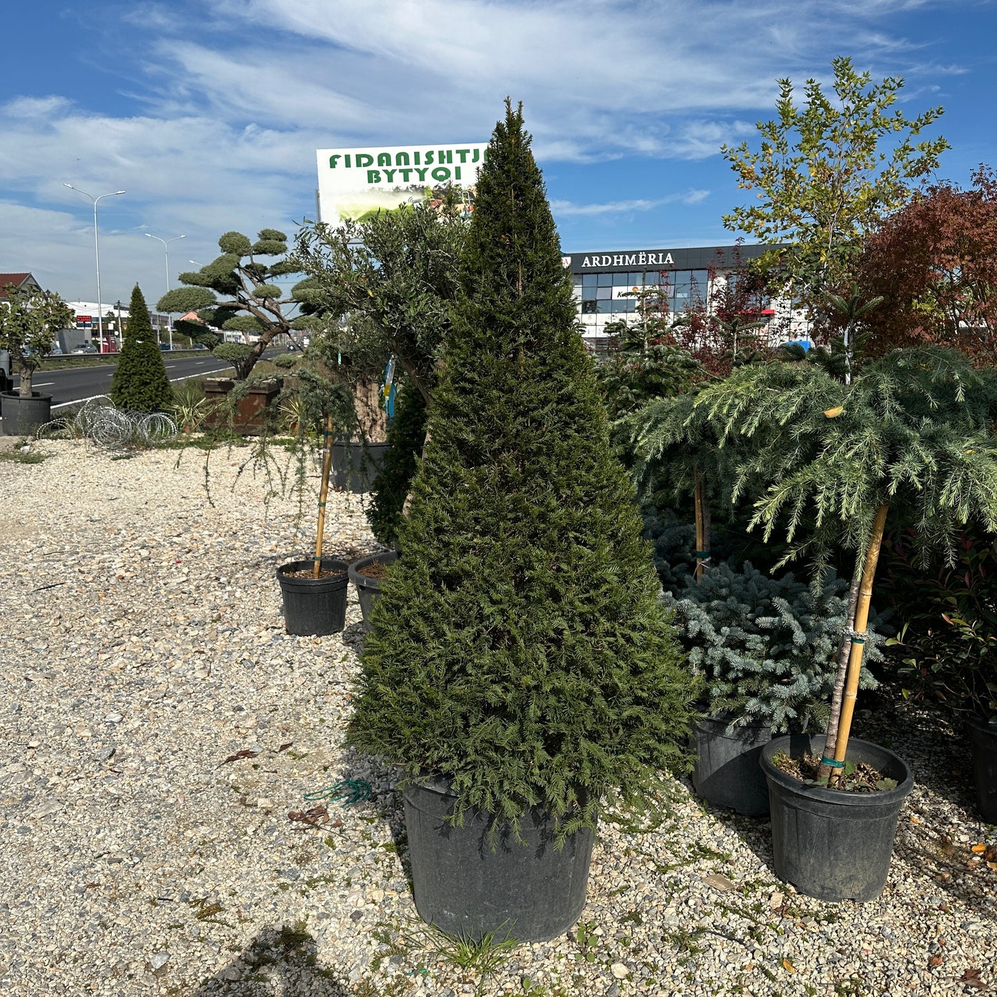 Taxus Baccata PYRAMIDAL