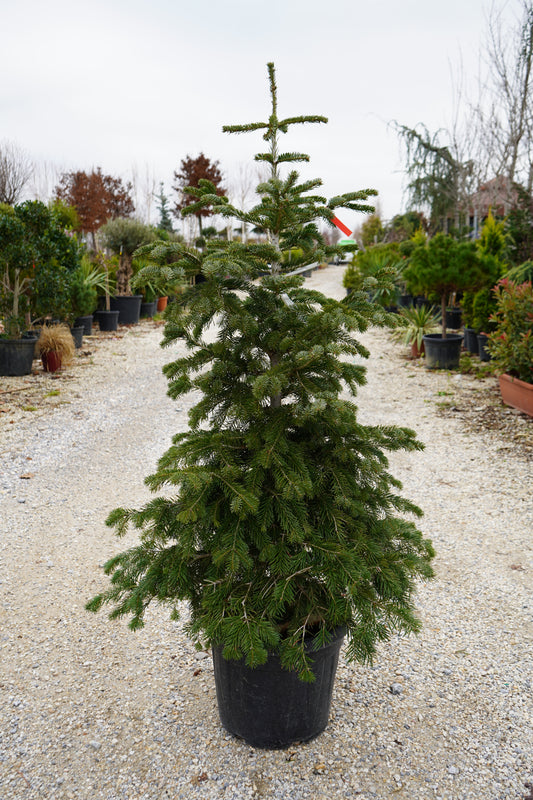 Abies Normandiana