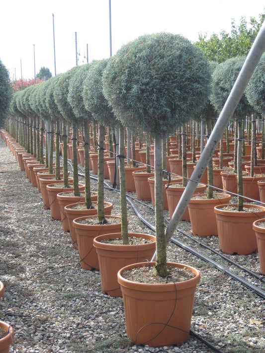 Cypressus Arizonica Koke 1/2