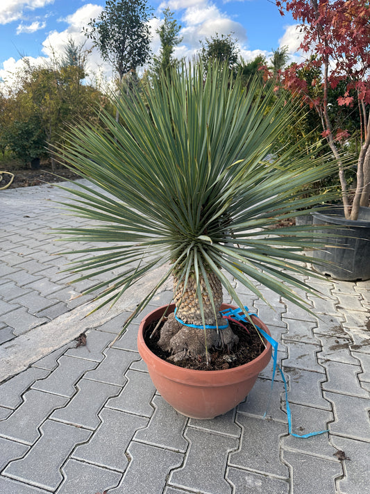 Yucca Rostrata