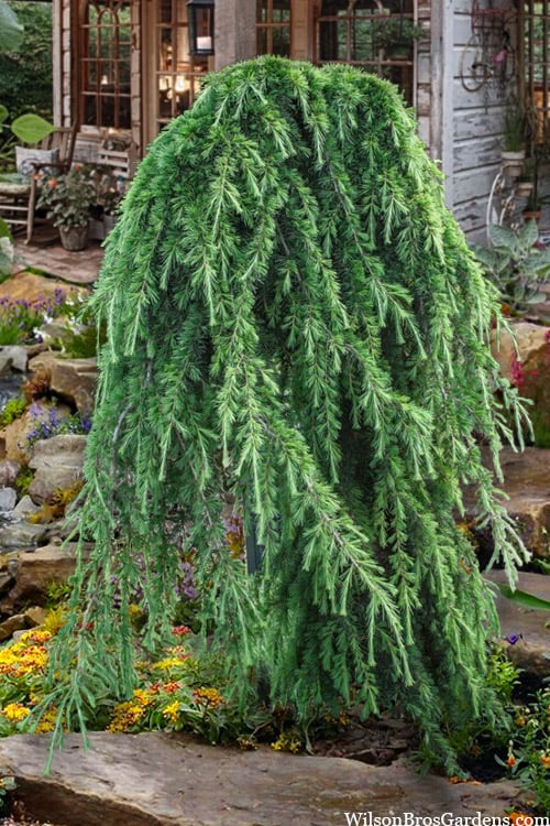 Cedrus Deodara pendula 1/2