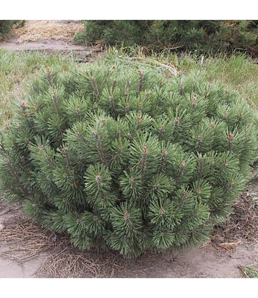 Pinus Mugo