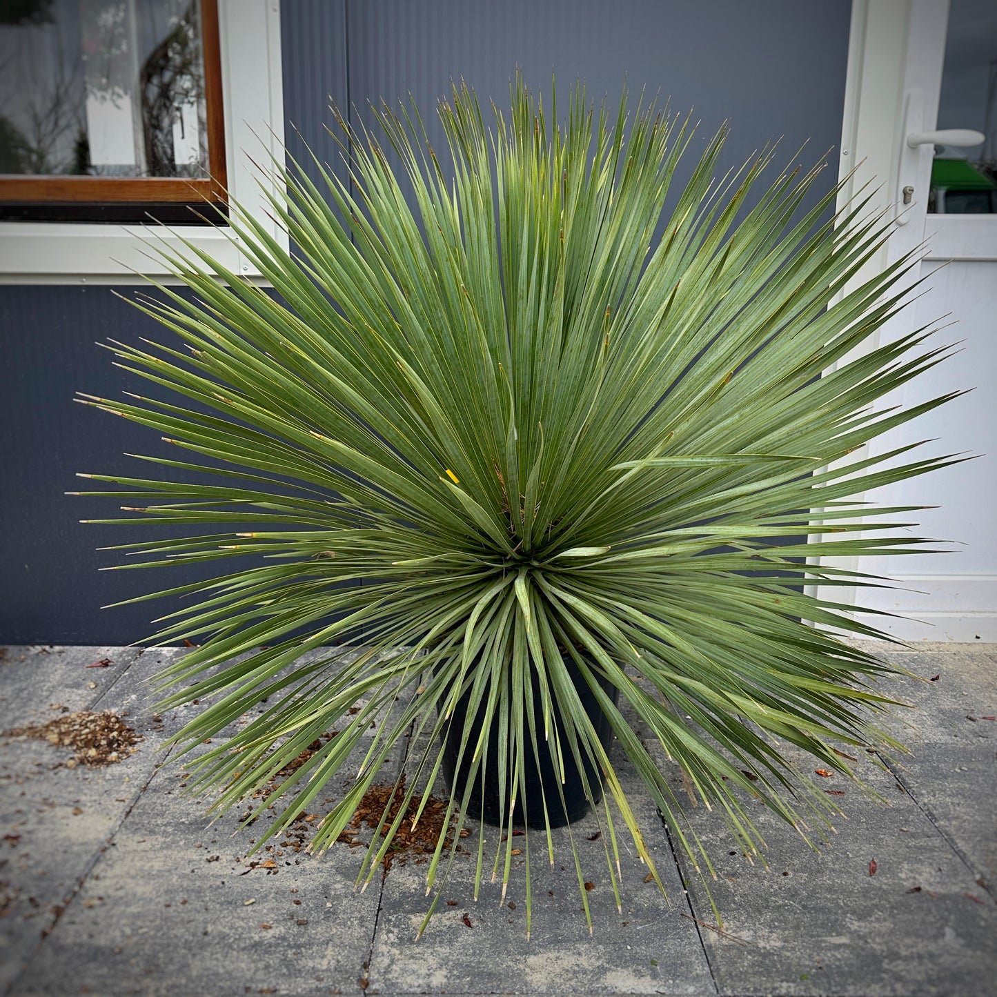 Yucca Rostrata