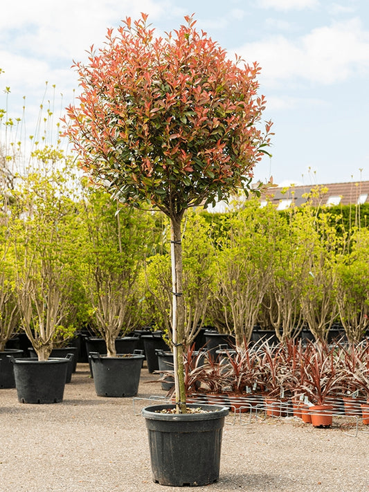 Photinia fraseri Red Robin ALBERATURE