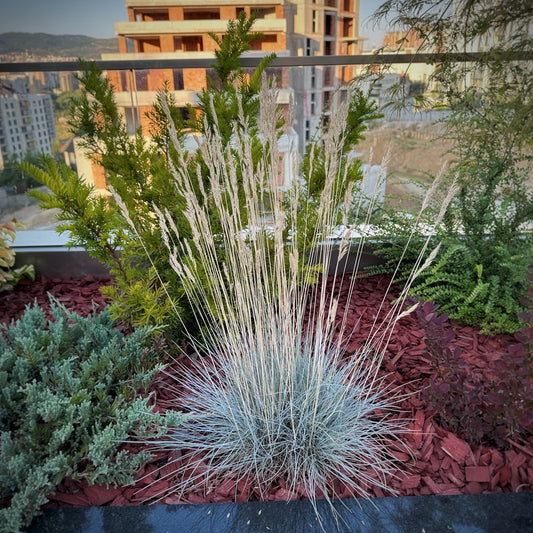 Festuca Glauca