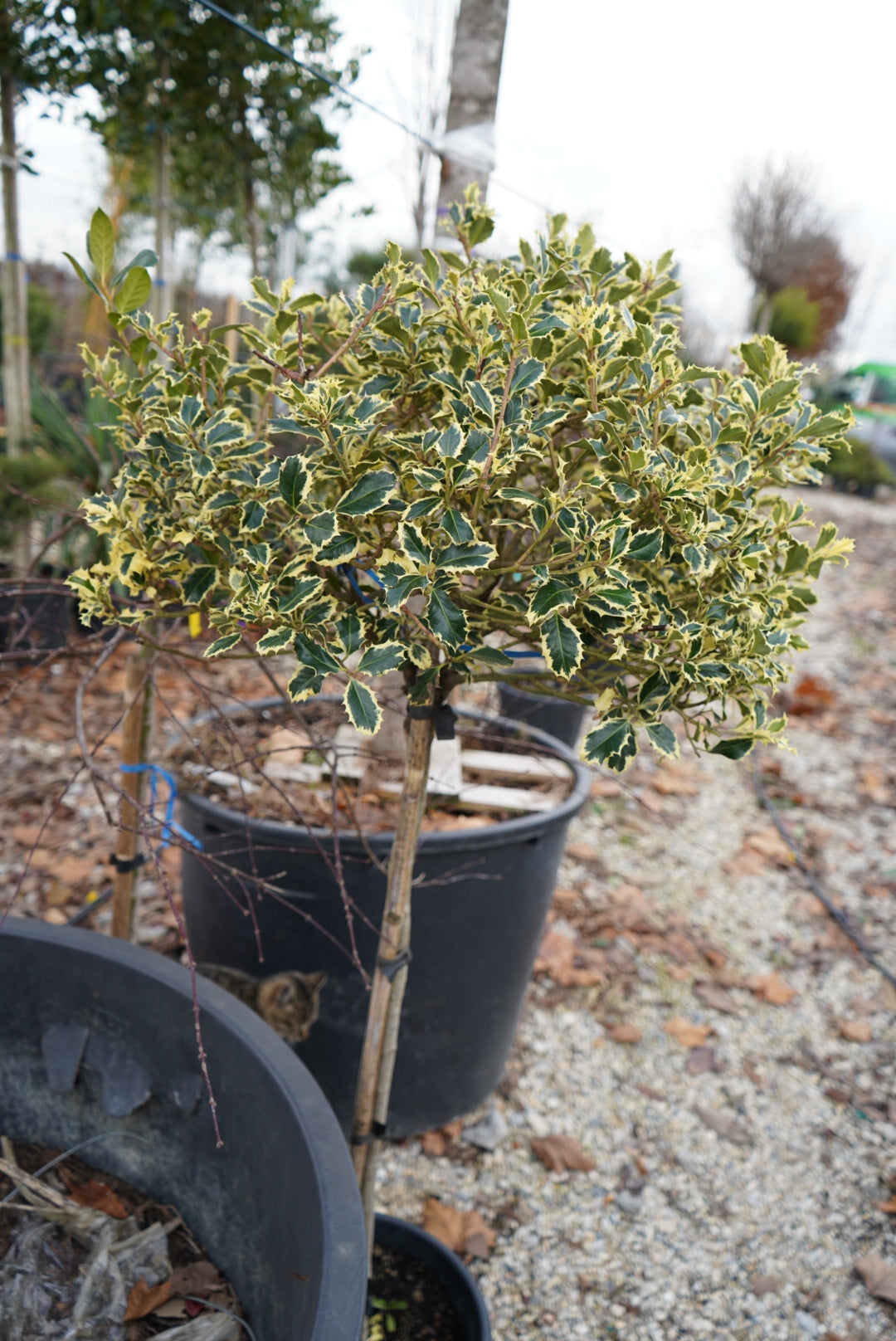 Ilex Aquifolium Variegata