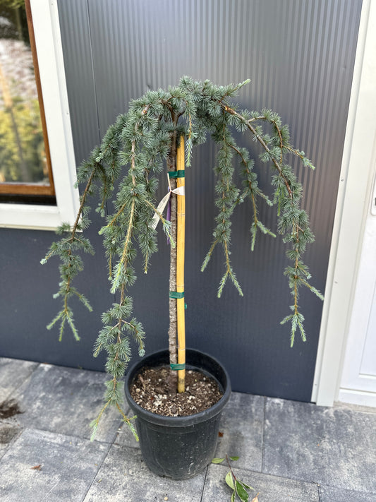 Cedrus Deudara Pendula 1/2