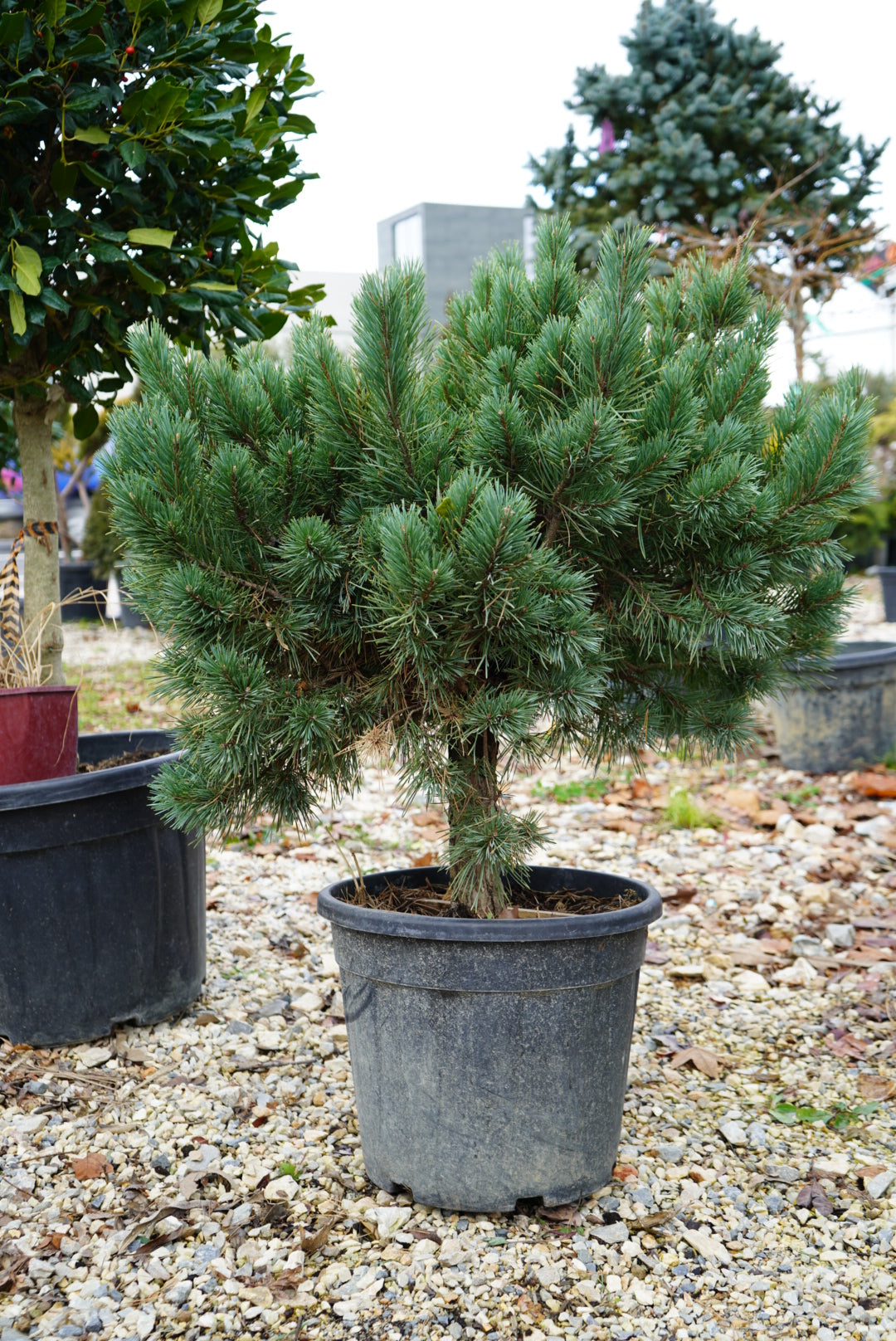 Pinus 1/4