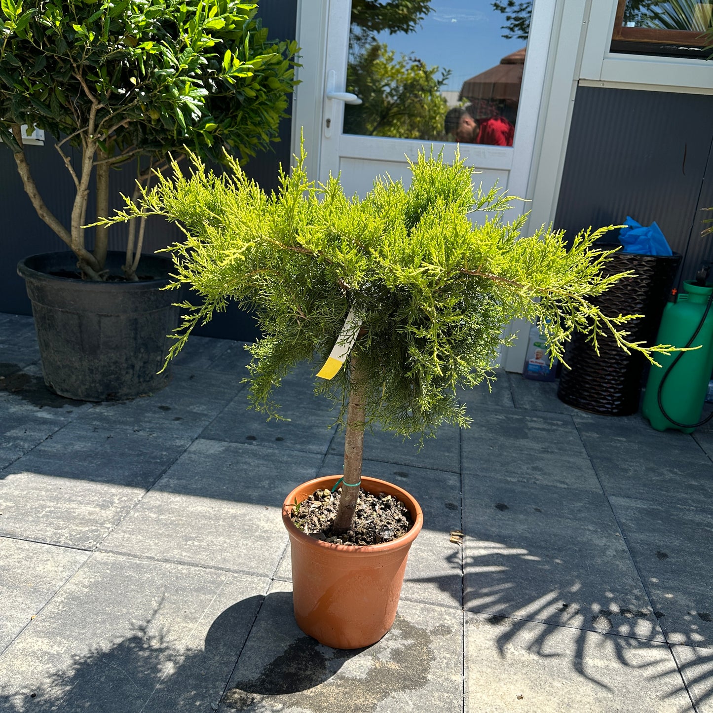 Juniperus Koke 1/4